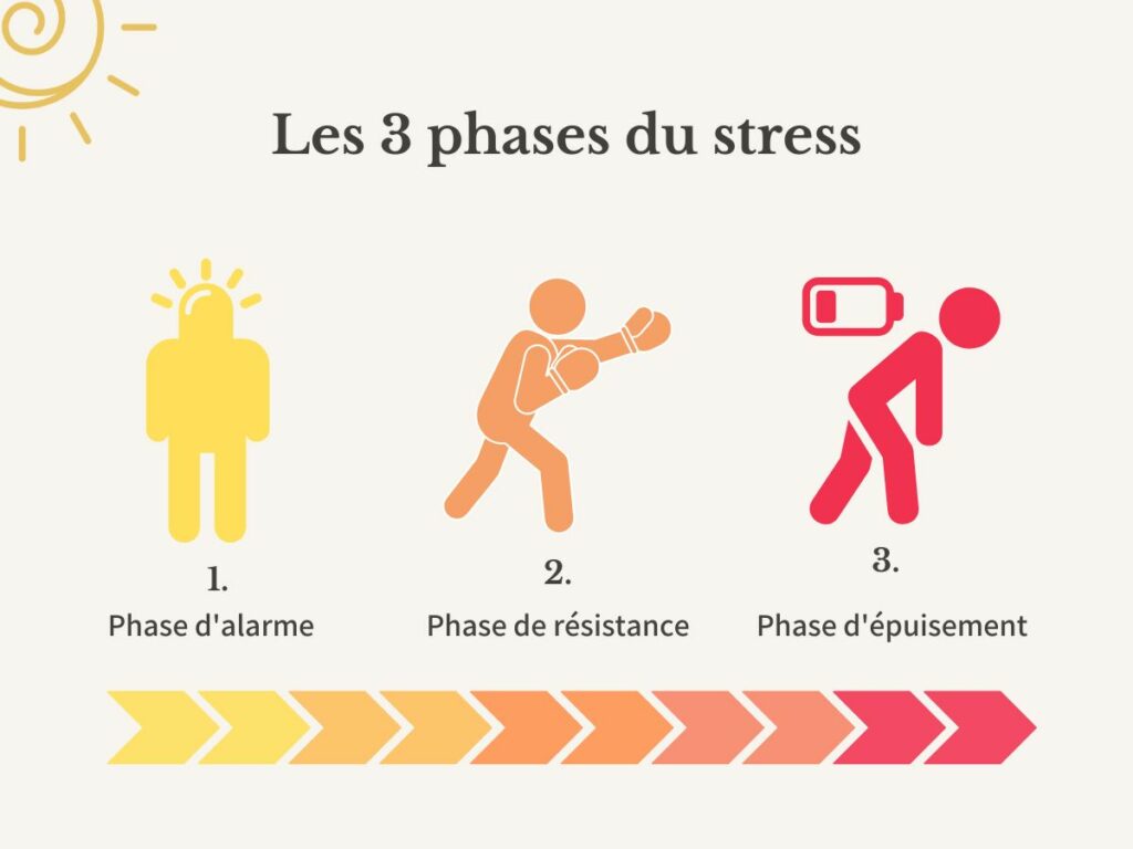 Les 3 phases du stress